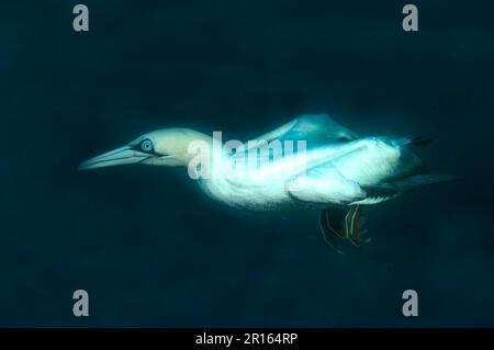 Cape gannet (Morus capensis) adulte, plonge sous l'eau pour se nourrir d'une école de petits appâts, au large de la côte de Port St. Johns, « Wild Coast », est Banque D'Images