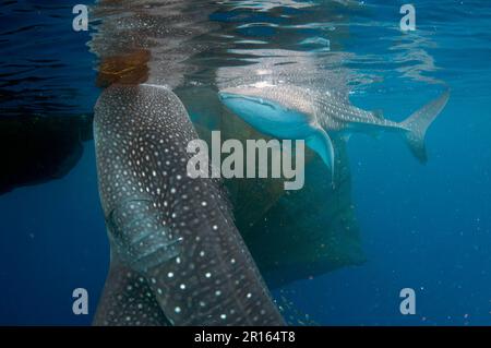 Requin-baleine (Rhincodon typus) deux adultes, avec remoras, se nourrissant sous les filets d'une plate-forme de pêche (Bagan), baie de Cenderawasih, Papouasie-Occidentale, Nouveau Banque D'Images