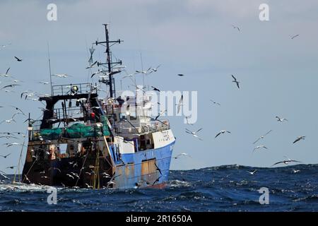 Chalutier en haute mer suivi par des oiseaux marins en mer, y compris des albatros, des gantets et des pétrels du cap, au large du Cap, au Cap occidental, en Afrique du Sud Banque D'Images