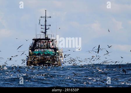 Chalutier en haute mer suivi par des oiseaux marins en mer, y compris des albatros, des gantets et des pétrels du cap, au large du Cap, au Cap occidental, en Afrique du Sud Banque D'Images