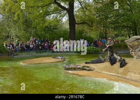 Alimentation, phoques, zoo, Berlin, Allemagne Banque D'Images