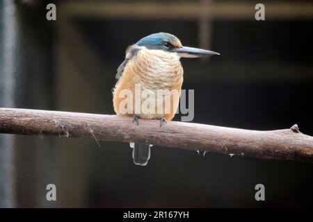 le kingfisher effrayé a un dos turquoise, une bosse et une queue bleu turquoise, des parties inférieures blanc buff et un large col crème. Il y a un large œil noir Banque D'Images