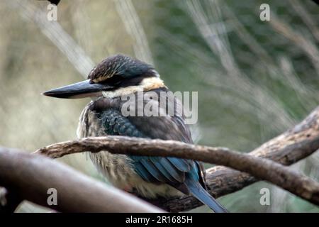 le kingfisher effrayé a un dos turquoise, une bosse et une queue bleu turquoise, des parties inférieures blanc buff et un large col crème. Il y a un large œil noir Banque D'Images