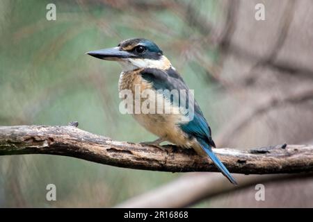 le kingfisher effrayé a un dos turquoise, une bosse et une queue bleu turquoise, des parties inférieures blanc buff et un large col crème. Il y a un large œil noir Banque D'Images