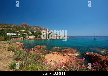 Estérel, Plage de la Plage d'Antheor et Cap Roux, Côte d'Azur, Provence-Alpes-Côte d'Azur, France Banque D'Images