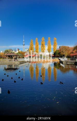 Sky Tree de Tokyo et peupliers Banque D'Images