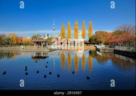 Sky Tree de Tokyo et peupliers Banque D'Images