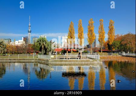 Sky Tree de Tokyo et peupliers Banque D'Images
