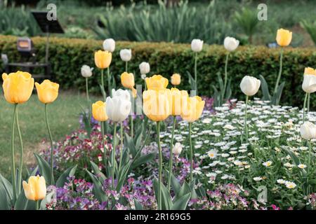 TOKYO, JAPON - 11 AVRIL 2023 : fleurs de tulipe jaune et blanche dans le jardin national de Shinjuku Gyoen Banque D'Images