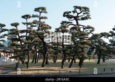 TOKYO, JAPON - 9 AVRIL 2023 : pin dans le jardin national de Kokyo Gaien Banque D'Images