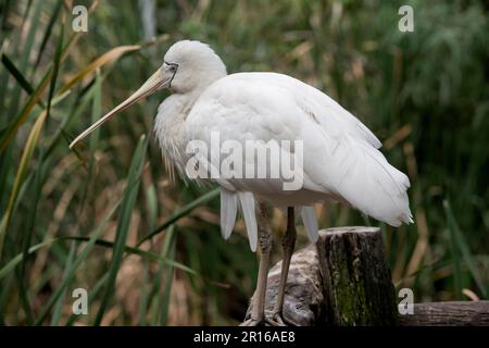 Le spoonbill jaune est un grand oiseau de mer blanc avec une facture de crème qui ressemble à une cuillère.le spoonbill jaune a une fine ligne bleue autour de son visage avec l'esprit Banque D'Images