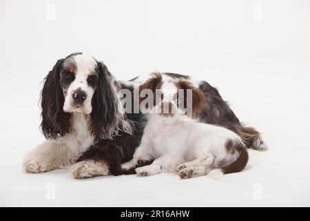 Chien de Cocker américain et chien mixte, chiot, 3 mois Banque D'Images