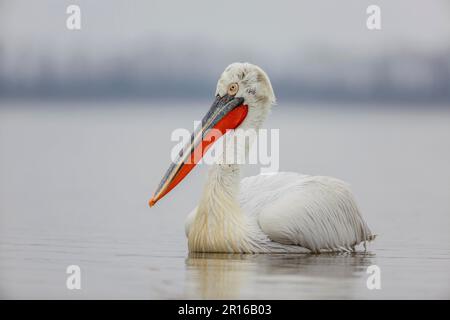 Pélican dalmatien (Pelecanus crispus), Lac de Kerkini, Grèce Banque D'Images