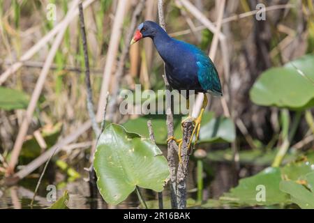 Gallinule violet américain (Porphyrio martinicus), Floride, Everglades Banque D'Images