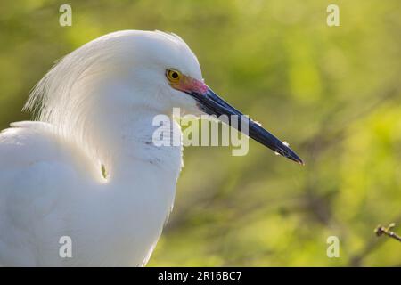 Snowy Egret, Floride, Alligator Farm, St. Augustin (Egretta Tula) Banque D'Images