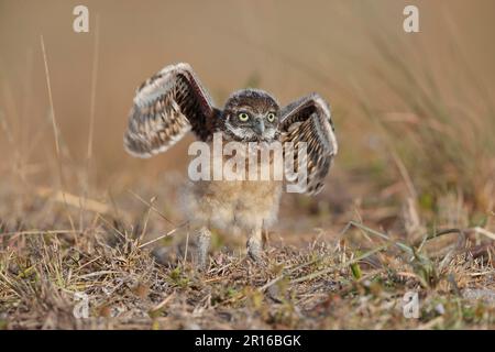 Hibou des terriers (Athene cunicularia) juv, Floride Banque D'Images