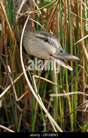 Mallard (Anas platyrhychos), Allemagne Banque D'Images