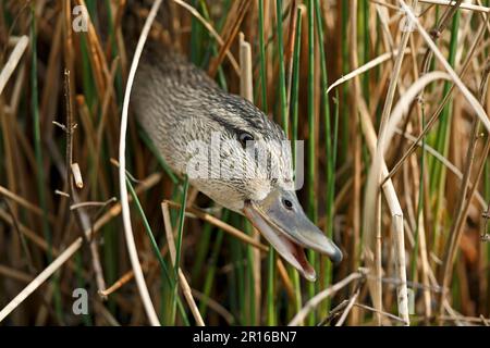 Mallard (Anas platyrhychos), Allemagne Banque D'Images