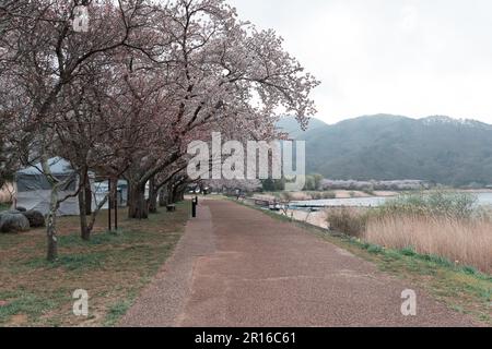 KAWAGUCHIKO, JAPON - 7 AVRIL 2023 : floraison de cerisiers Sakura dans le parc par temps nuageux Banque D'Images