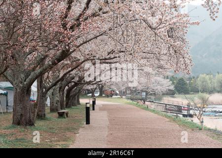 KAWAGUCHIKO, JAPON - 7 AVRIL 2023 : floraison de cerisiers Sakura dans le parc par temps nuageux Banque D'Images