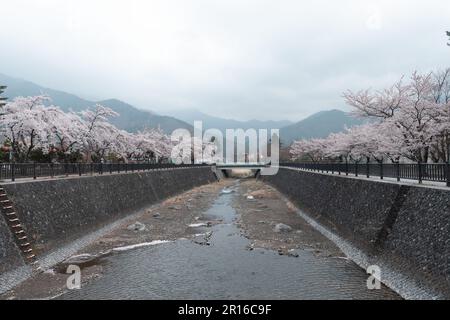 KAWAGUCHIKO, JAPON - 7 AVRIL 2023 : floraison de cerisiers Sakura dans le parc par temps nuageux Banque D'Images