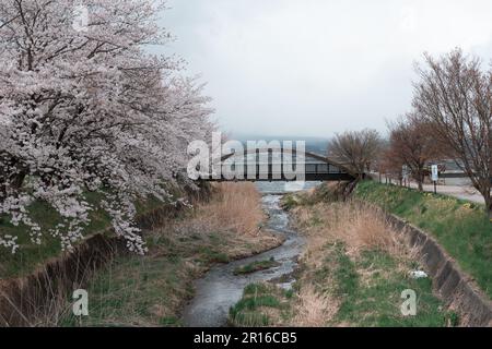 KAWAGUCHIKO, JAPON - 7 AVRIL 2023 : floraison de cerisiers Sakura dans le parc par temps nuageux Banque D'Images