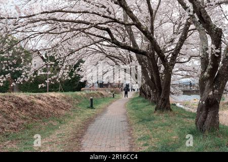 KAWAGUCHIKO, JAPON - 7 AVRIL 2023 : floraison de cerisiers Sakura dans le parc par temps nuageux Banque D'Images