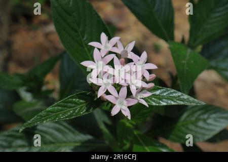 Grappe de fleurs roses d'une fleur d'étoile égyptienne (Pentas lanceolata) qui fleurit dans le jardin Banque D'Images
