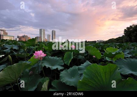 Bassin de Lotus à Shinobazunoike et un groupe de bâtiments de ciel au soleil du matin Banque D'Images