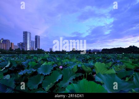 Bassin de Lotus de Shinobazunoie et bâtiments Ikenohata à l'aube Banque D'Images