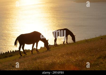 Chevaux paître dans les collines au coucher du soleil Banque D'Images