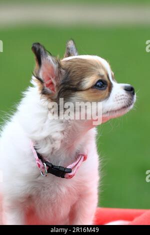 chihuahua de 12 semaines dans l'herbe Banque D'Images