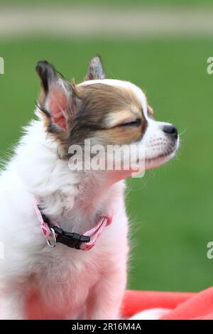 chihuahua de 12 semaines dans l'herbe Banque D'Images