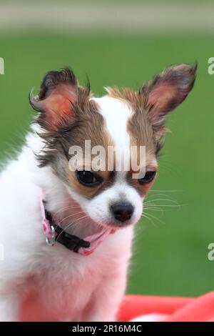 chihuahua de 12 semaines dans l'herbe Banque D'Images