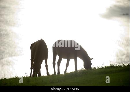 Silhouette de cheval Misaki Banque D'Images