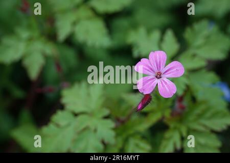 Gros plan sur la petite fleur rose colorée du geranium robertianum de roberts ou d'Ecossais dans la forêt Banque D'Images