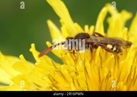 Gros plan coloré sur une abeille cuckoo solitaire de Panzer Nomad, Nomada panzeri sur une fleur de pissenlit jaune Banque D'Images