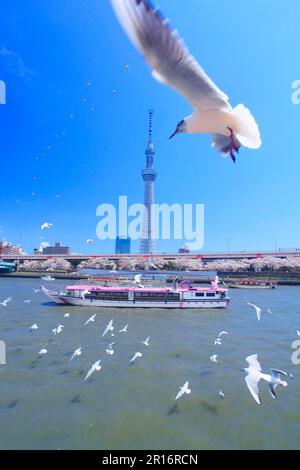 Tokyo Skytree, Sumida River, Péniche et Flock de goélands à tête noire Banque D'Images