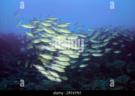 Une école de grands couvre-oreillers rayés (Gnathodentex aureolineatus) est rejointe par un vivaneau Bluestripe (Lutjanus kasmira) Banque D'Images