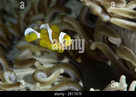 Un jeune anemonefish mauricien (Amphiprion chrysogaster) Banque D'Images