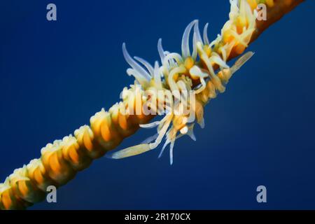 Zanzibar whip crevettes de corail (Dasycaris zanzibarica) sur le fouet de corail. Banque D'Images