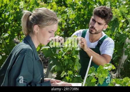 jeune couple travaillant dans un vignoble femme utilisant un ordinateur portable Banque D'Images
