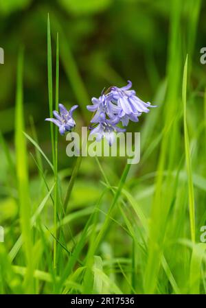 De belles fleurs de Bluebell odorantes (jacinthoides non-scripta), photographiées sur fond vert doux Banque D'Images