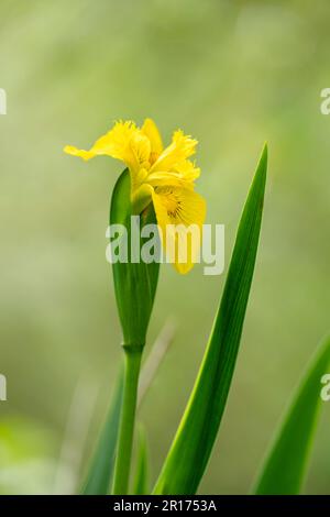 Un iris jaune, (Iris pseudocorus) aussi connu sous le nom de drapeau jaune, est souvent vu croissant dans et autour des étangs, des lacs, des rivières et des cours d'eau Banque D'Images