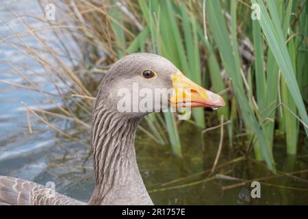 portrait de gros plan de la tête d'oie brune. Oie aux graylags avec bec orange dans le lac Banque D'Images