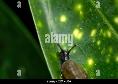 Escargot de terre unique (Arianta arbustorum) rampant une feuille dans un jardin, mollusques, macrophotographie, biodiversité Banque D'Images
