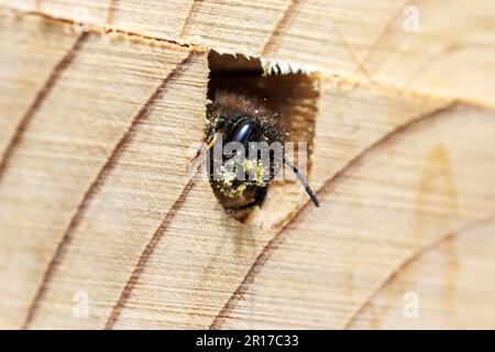 Une abeille rouge, Osmia bicornis, dans une maison d'abeilles, les maisons permettent aux abeilles solitaires un endroit pour déposer les larves qu'elles couvrent ensuite de boue. Sussex, Royaume-Uni Banque D'Images
