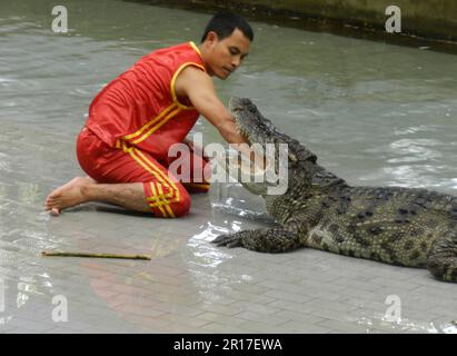 Thaïlande, Chonburi, Sriracha Tiger Zoo: Entraîneur avec le bras dans la bouche du crocodile. Banque D'Images