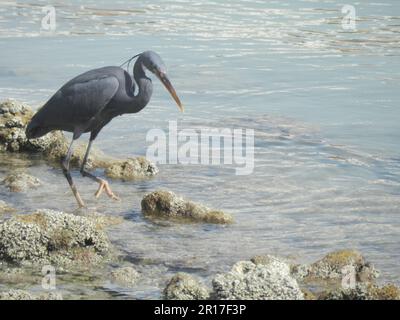 Qatar, Doha : Egrette du récif oriental (Egretta sacra). Banque D'Images