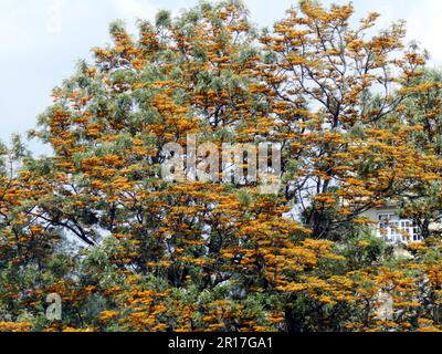 Népal, Dhulikhel: Chêne de soie (Grevillea robusta) avec fleurs d'orange. Banque D'Images